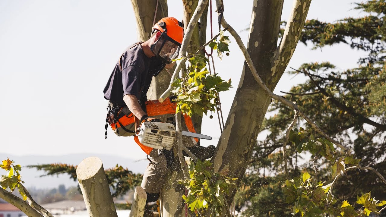 Aprende cómo se talan los árboles en Estados Unidos 🌳