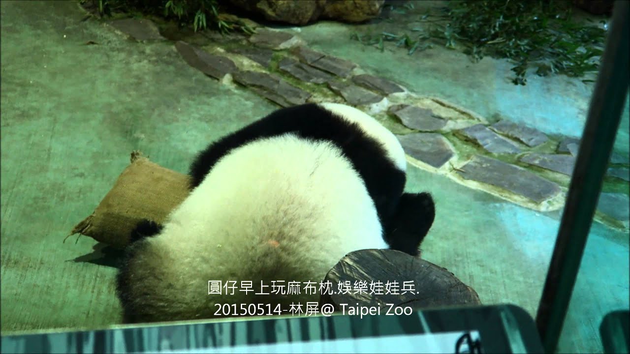 圓仔早上玩麻布枕. 聽到小朋友叫圓仔，回眸微笑好萌- 20150514