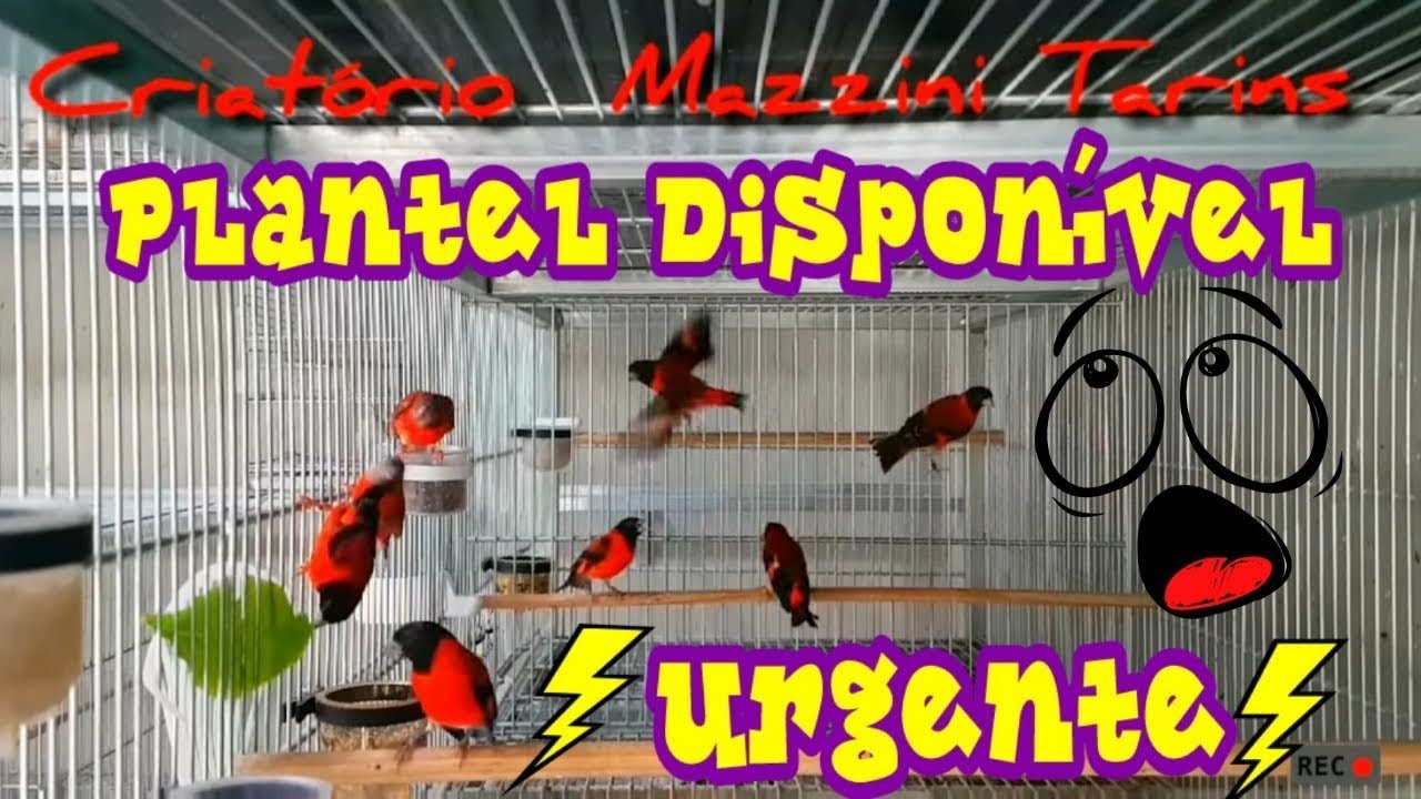 Pintassilgos Venezuelanos - Disponho de todo o meu plantel de aves. 31 995844518 Zap !