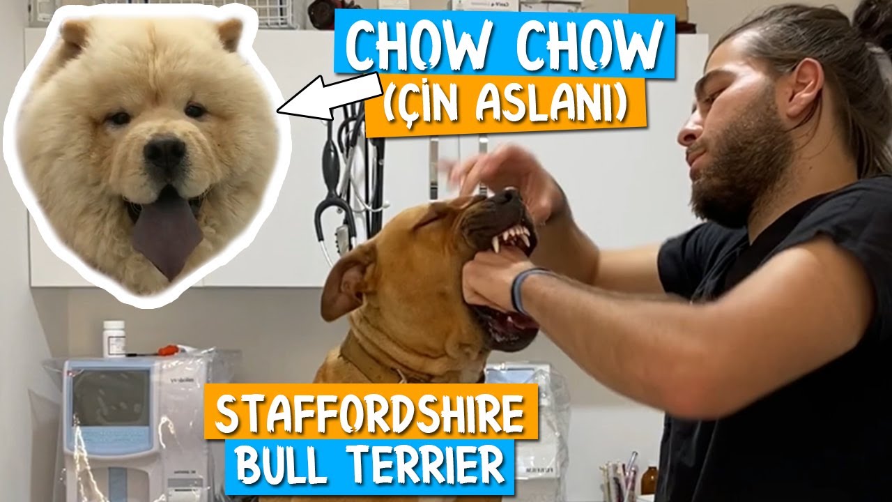 ОН ПЫТАЛСЯ БЕЖАТЬ! Чау-чау ЛЕО и Стаффи Майя! #TheVet