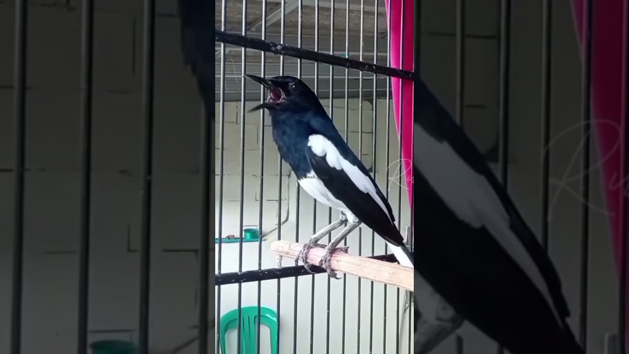 pancingan kacer #kacer #pancingankacer #kacergacor #kacermania #kicaumania #burung #birds #fyp