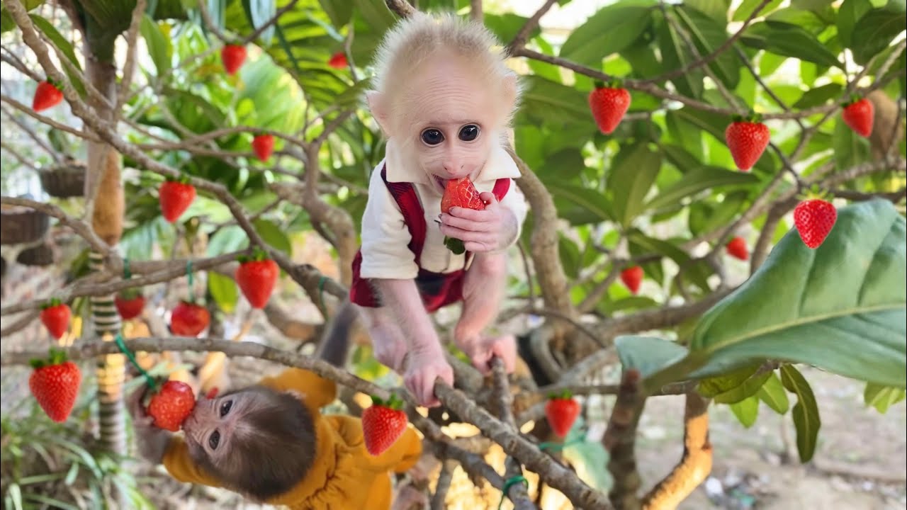 Super adorable baby monkeys fighting for fruit