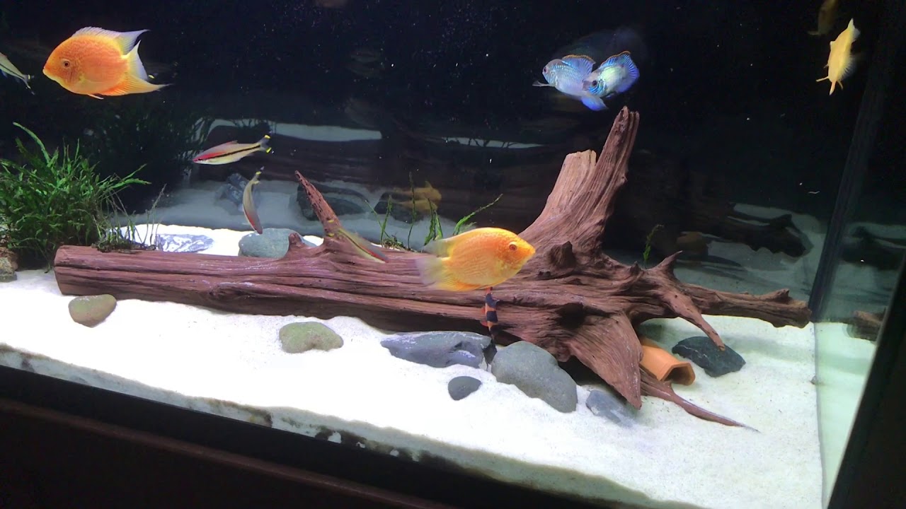 120 Gallon Red Severum Tank