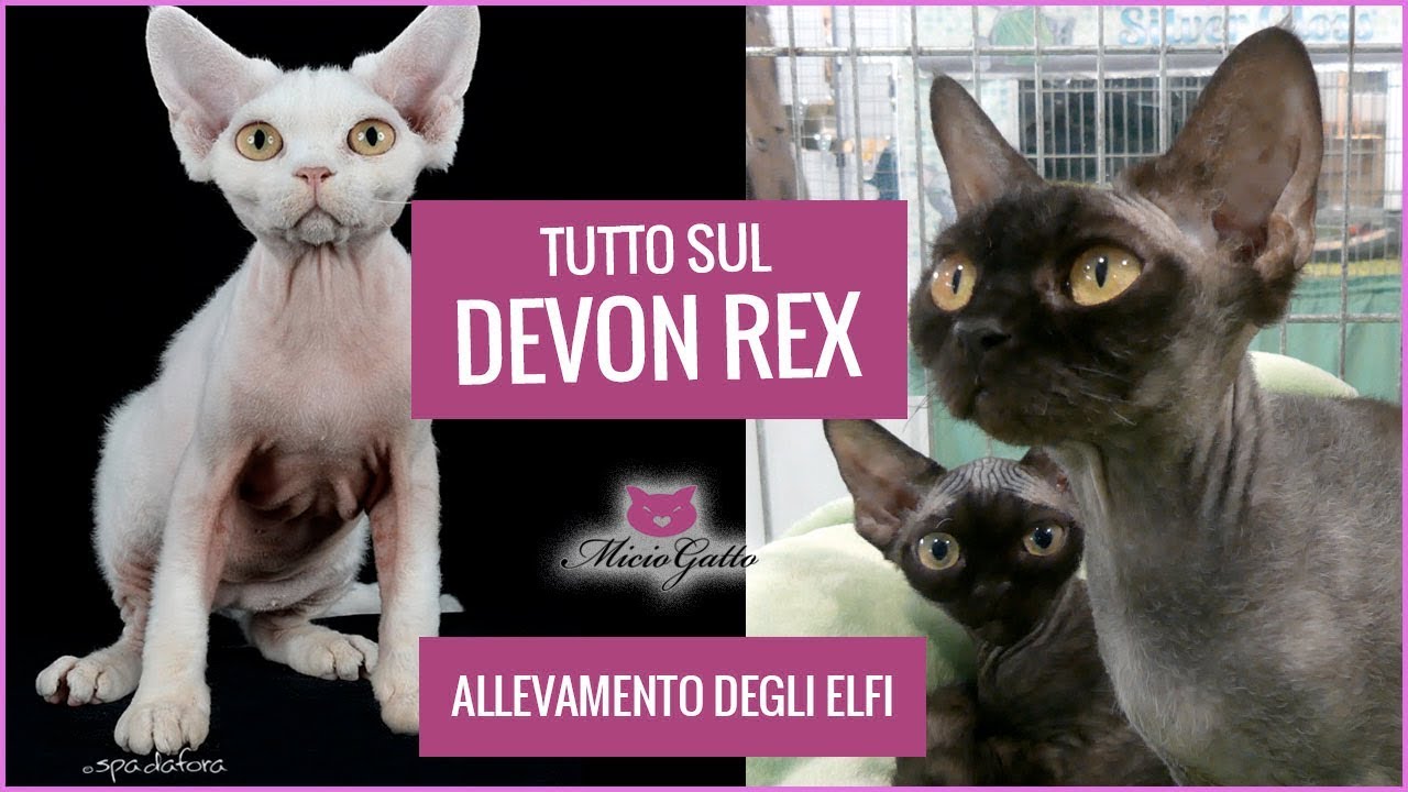 Devon Rex: carattere, aspetto e prezzo raccontati dall'allevamento degli Elfi e i suoi cuccioli
