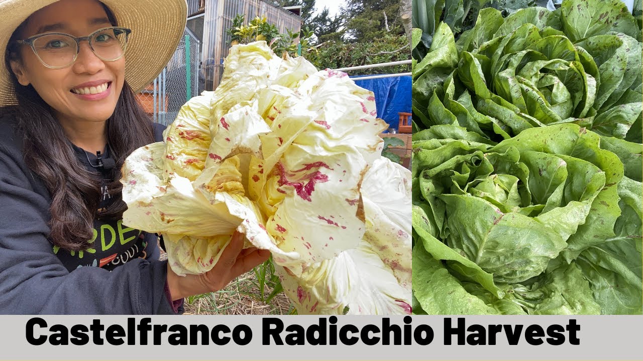 Harvesting Castelfranco Radicchio l Radicchio Growing