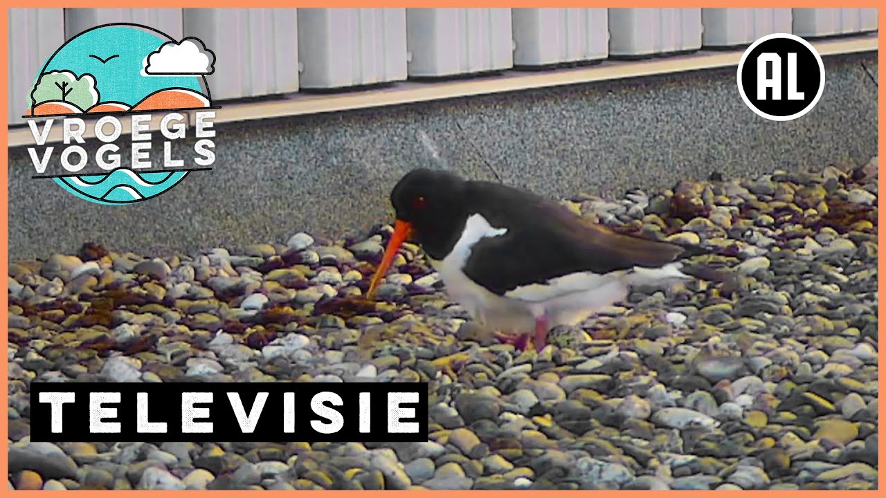 Beleef de Lente #4 | TV | Vroege Vogels