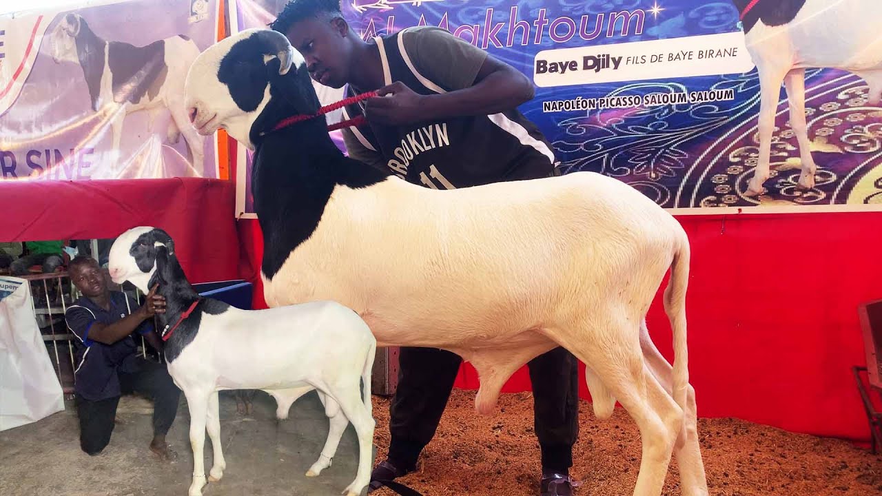 BAYE DJILY PETIT FILS DE NAPALEON FILS DE BAYE BIRANE LA RELEVE DE NIANG BALO