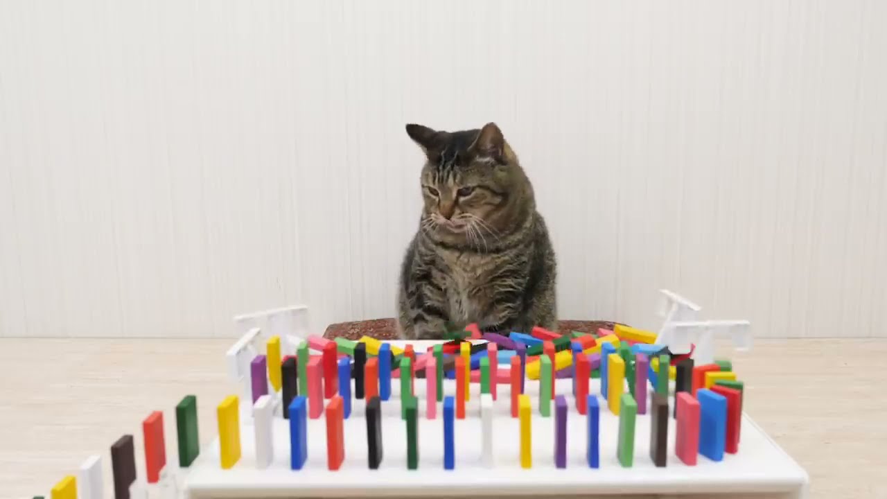 Cats and Domino[REVERSE]