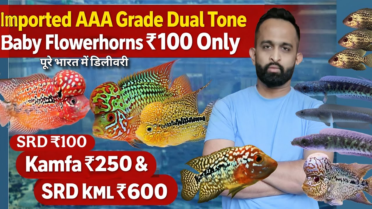Cheapest Imported Flowerhorns in India 🇮🇳 | AAA Grade Dual Tone Babies | Alpha Aquatics Hyderabad