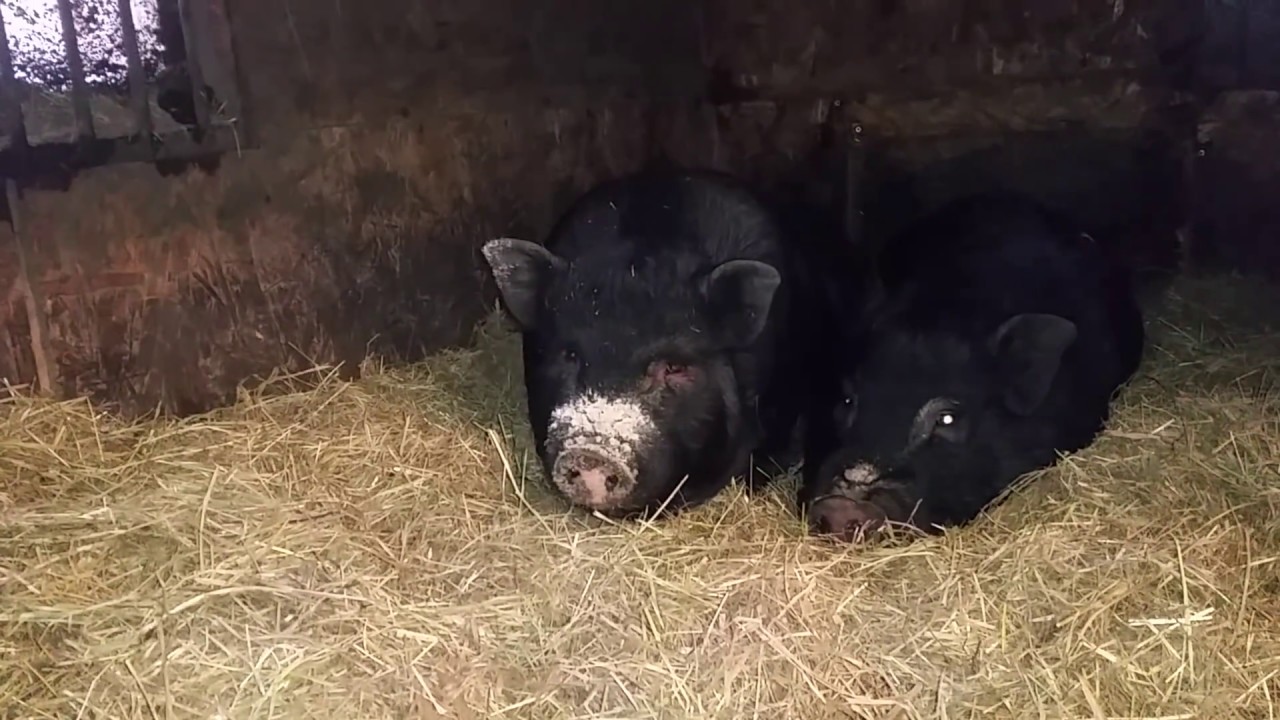 Мой свинарник зимой
