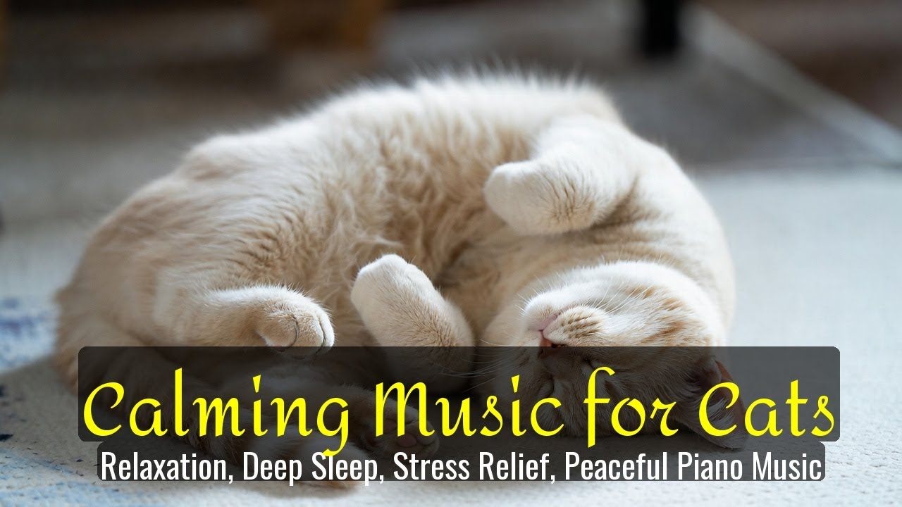 LIVE Peaceful Kitten Nap Video for Stress Relief 😌 | Season 85