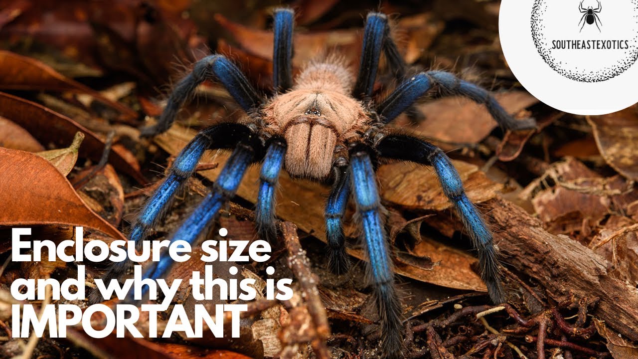 Enclosure size for tarantulas and why it’s important !