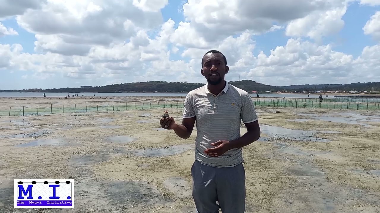 Season 1 Episode 3: Uchaguzi wa Eneo la Kufuga Jongoo bahari