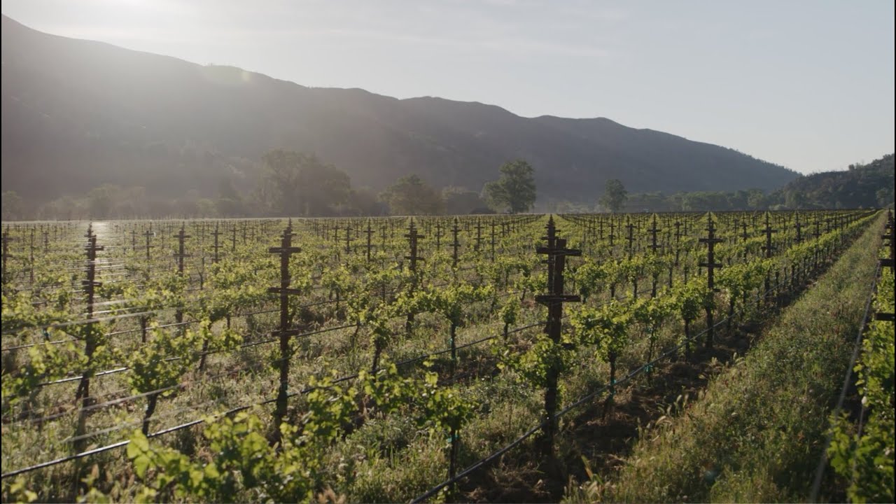 Sustainable, Organic Wine Making | SHANNON FAMILY OF WINES | Project Ovis