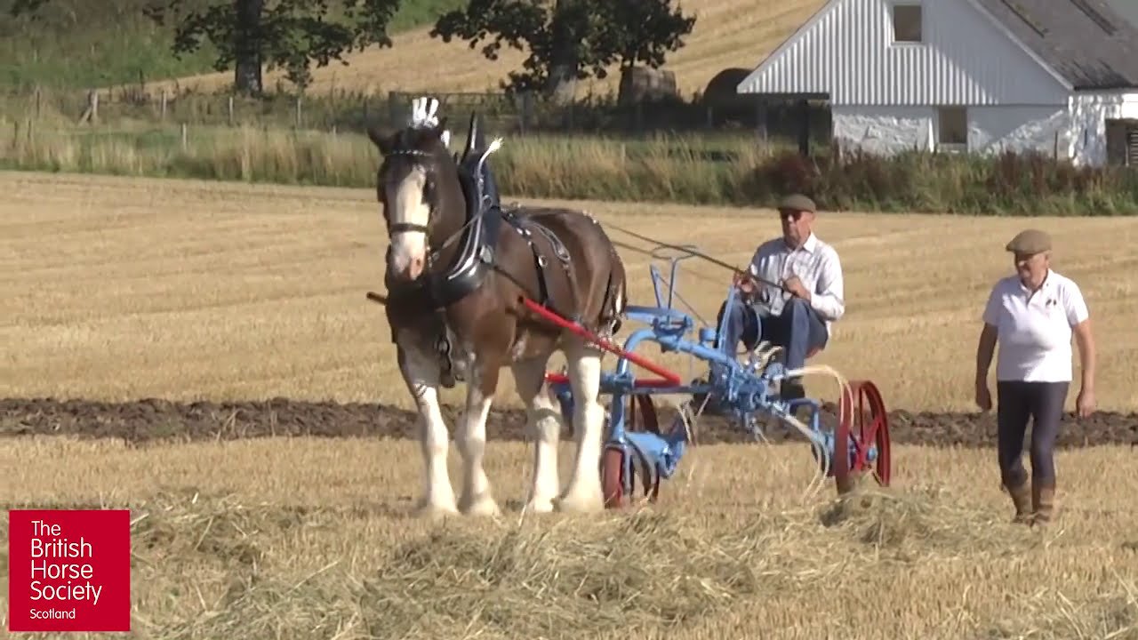 BHS Working Horses 2015