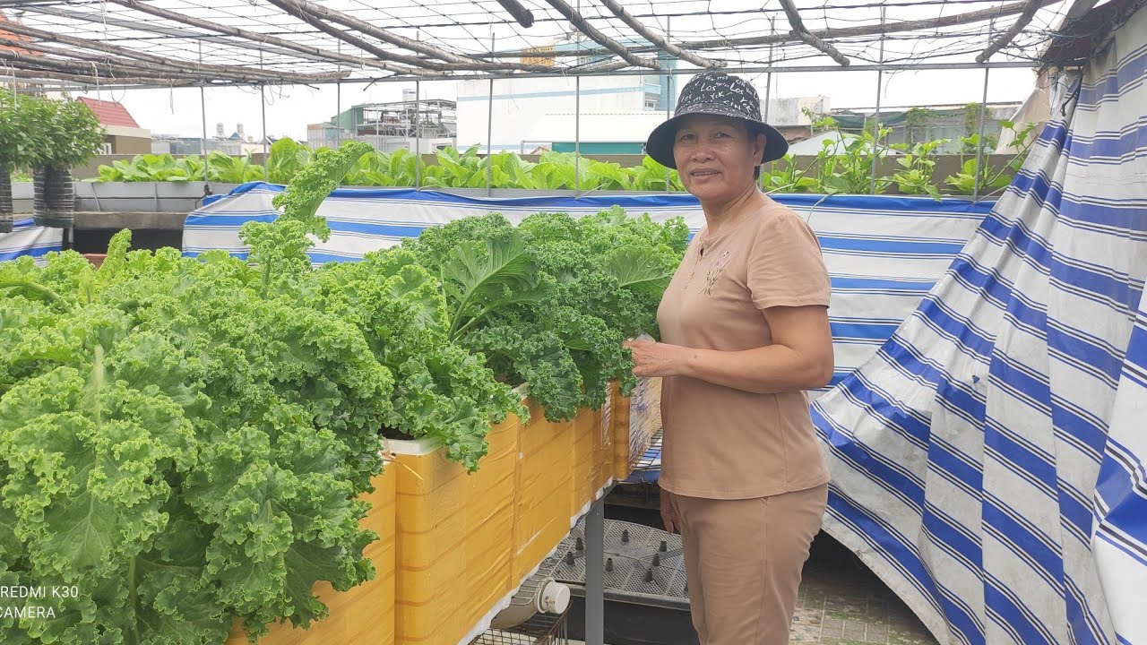 Chia sẻ cách trồng Cải Xoăn KALE , bón phân đúng cách cây mau phát triển | Khoa Hien 434