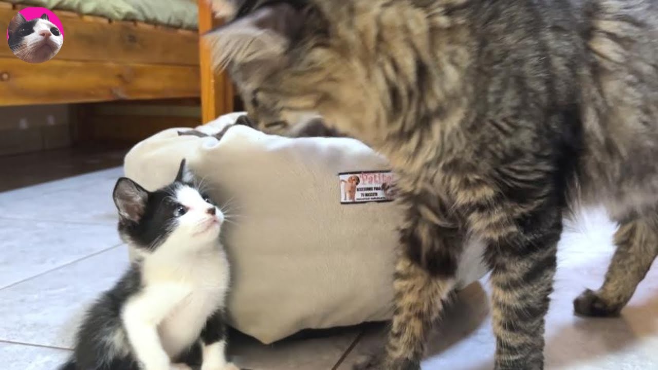 Спасенный котенок открыл свое сердце большой кошке, которую встретил впервые, но угроза
