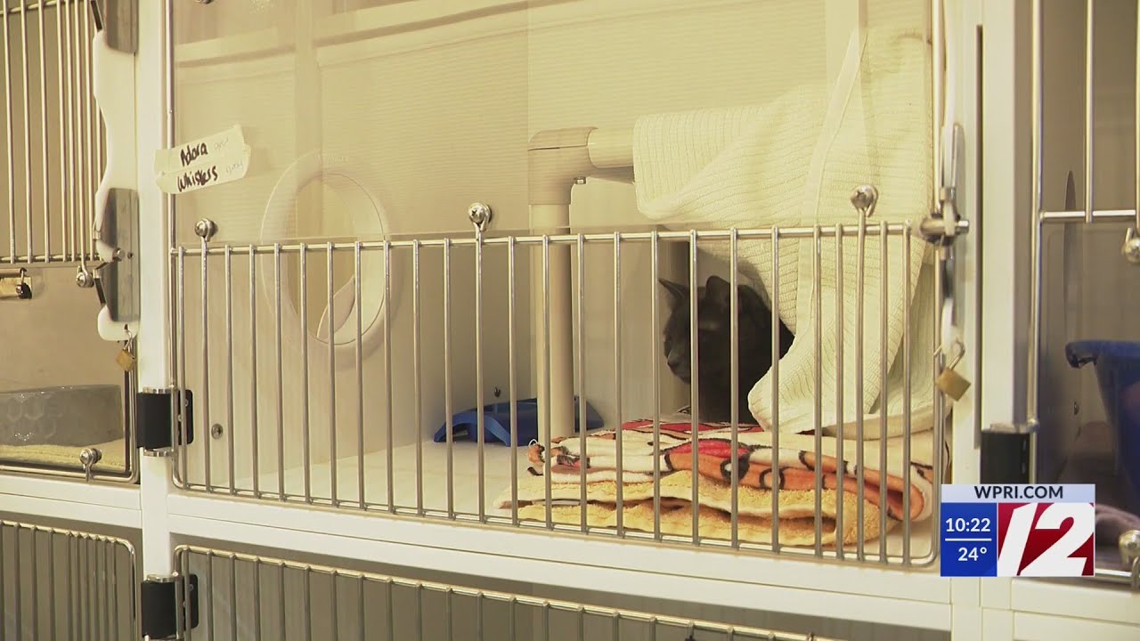 RISPCA removes cats from Bajah's Cat Café amid licensing issues