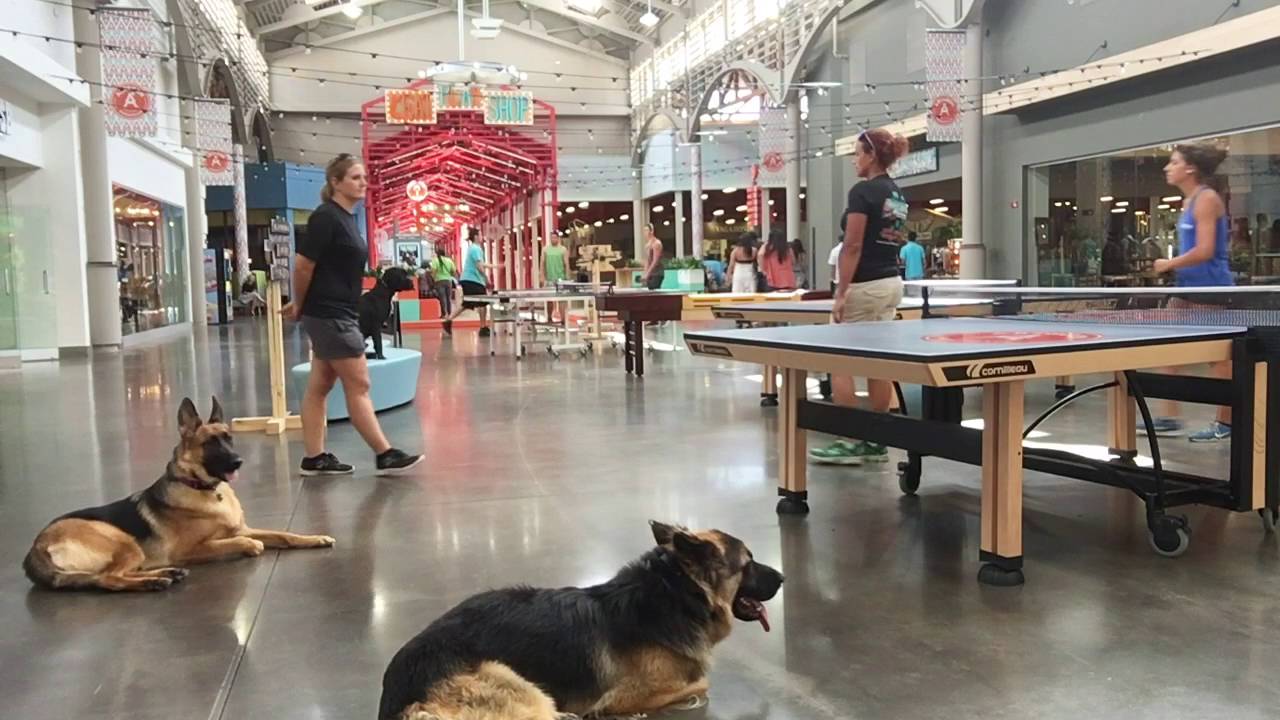 1 Year Old German Shepherd 