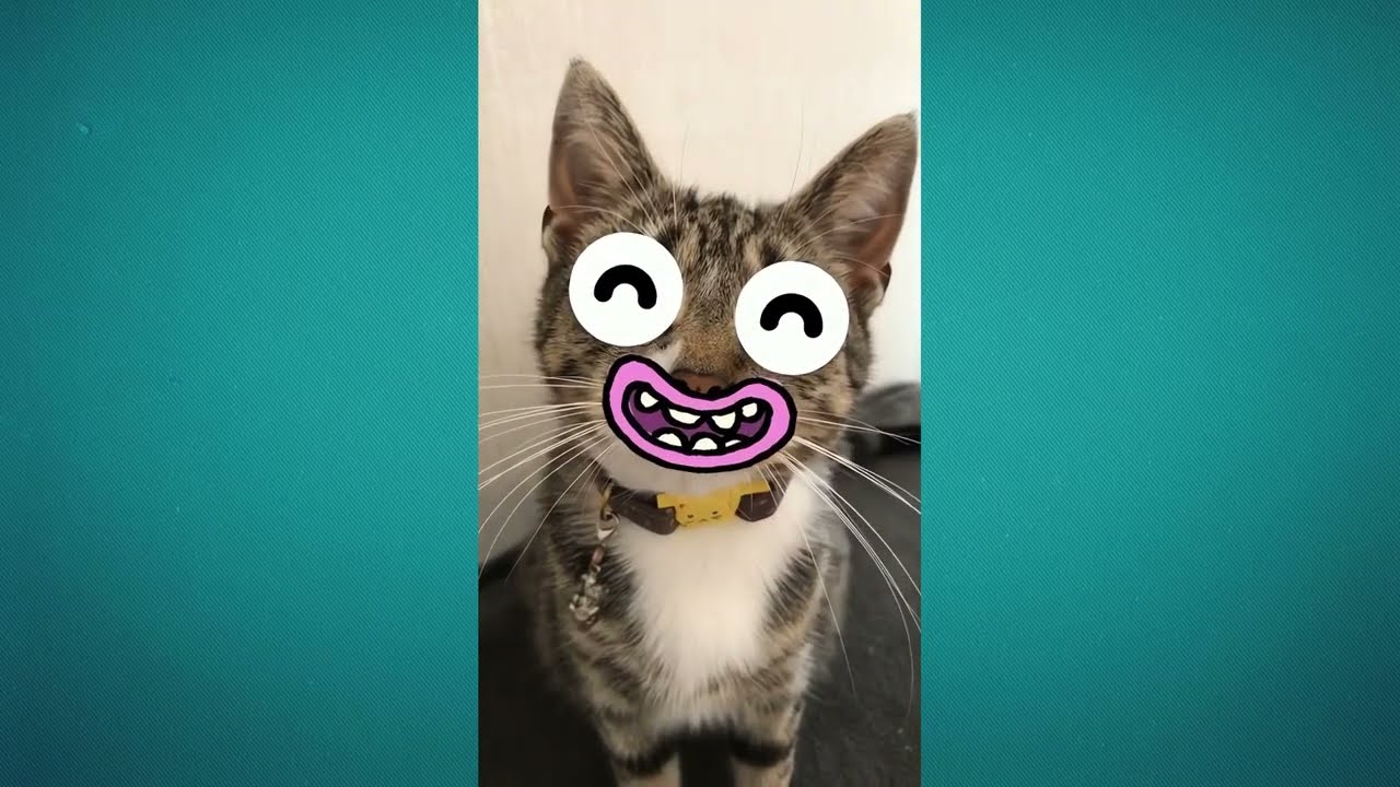 😂😸 The Funniest Cat Fails Ever Caught on Camera! 😹