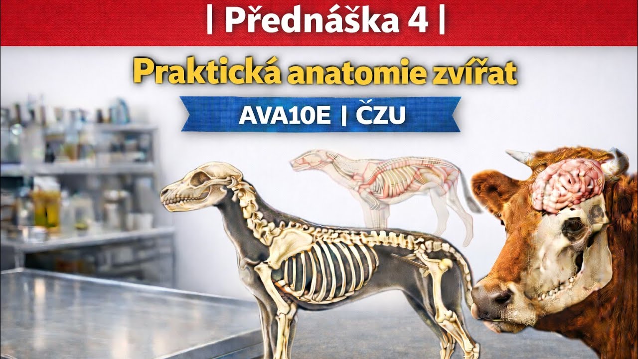 | Přednáška 4 | Praktická anatomie zvířat – AVA10E