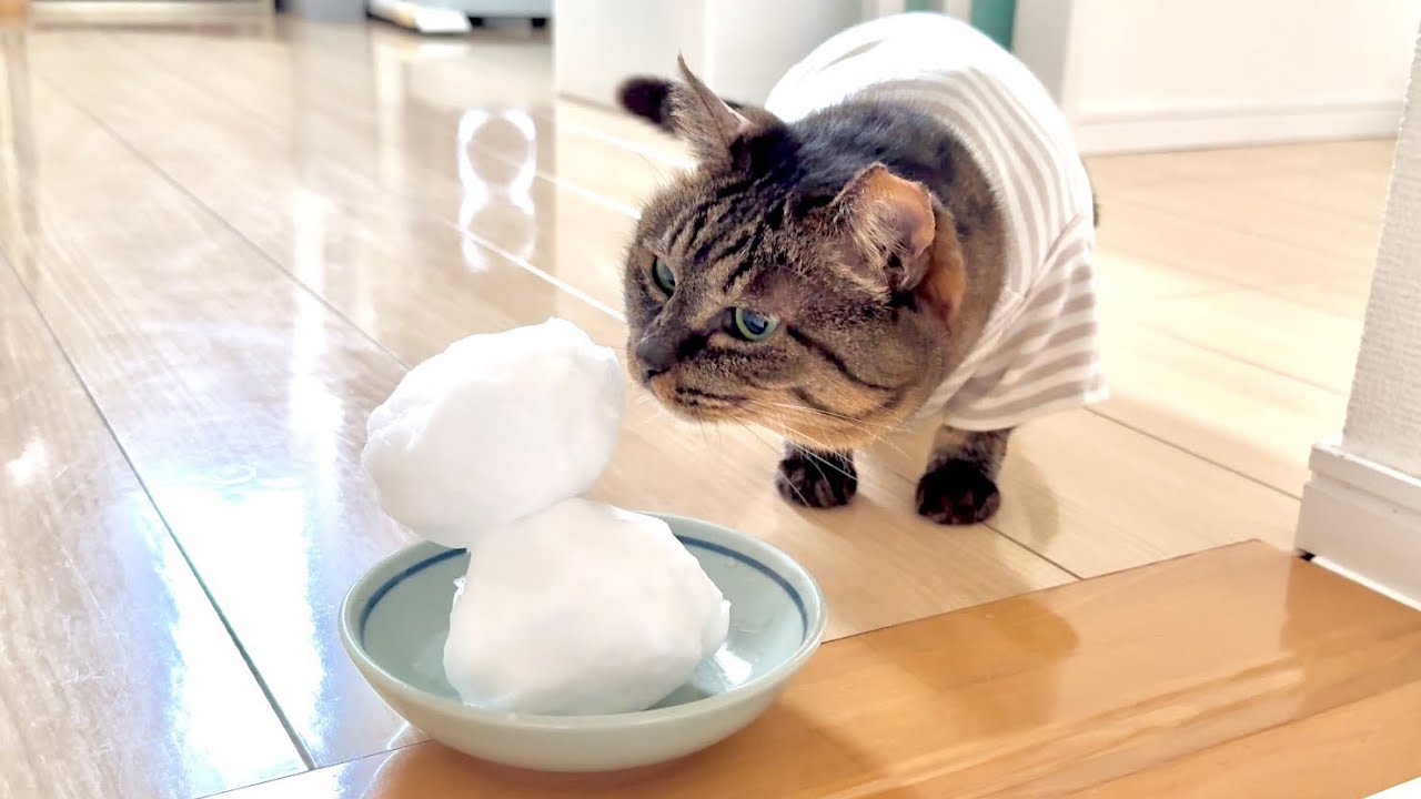 【初体験】元地域猫。初めて「白い雪だるまさん」と対面した様子がこちら