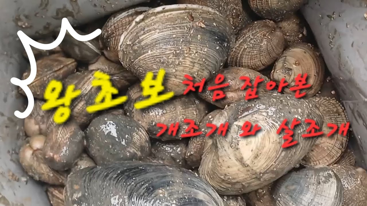 호미 하나 들고 저희처럼 발을 굴 러 보세요 조개가 물총을 쏩니다 ~  그곳에 살조개와 개조개가 있었다  #해루질 #투망 #개조개 #살조개 #왕초보 #호미#서해바다