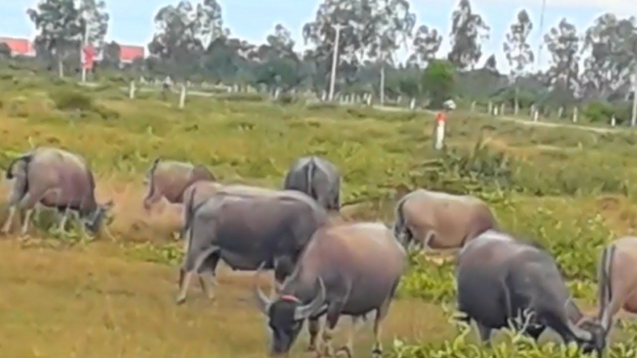 Great !  The Water Buffaloes Group in  Bush Field  Svaythom    Village