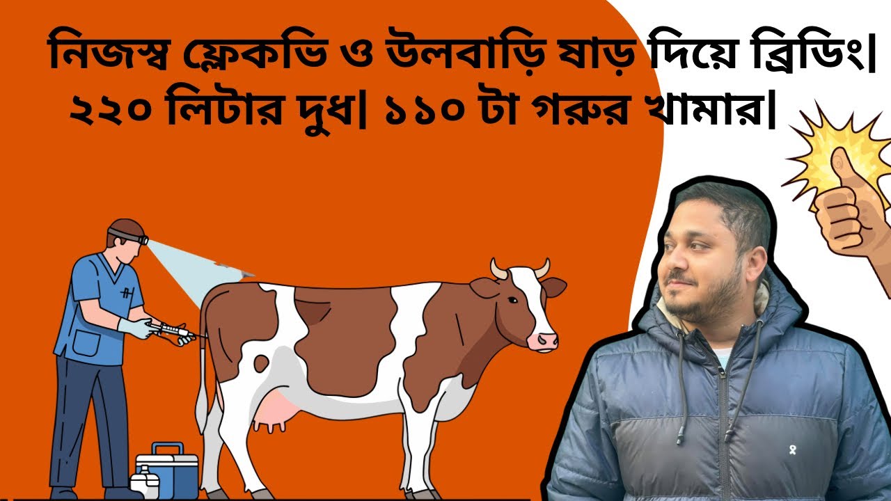 নিজস্ব ফ্লেকভি ও উলবাড়ি ষাড় দিয়ে ব্রিডিং| ইউনিক ক্যাটল ফার্ম| খামারির মাস্টারপ্লান| ভিডিও ১৫৬|