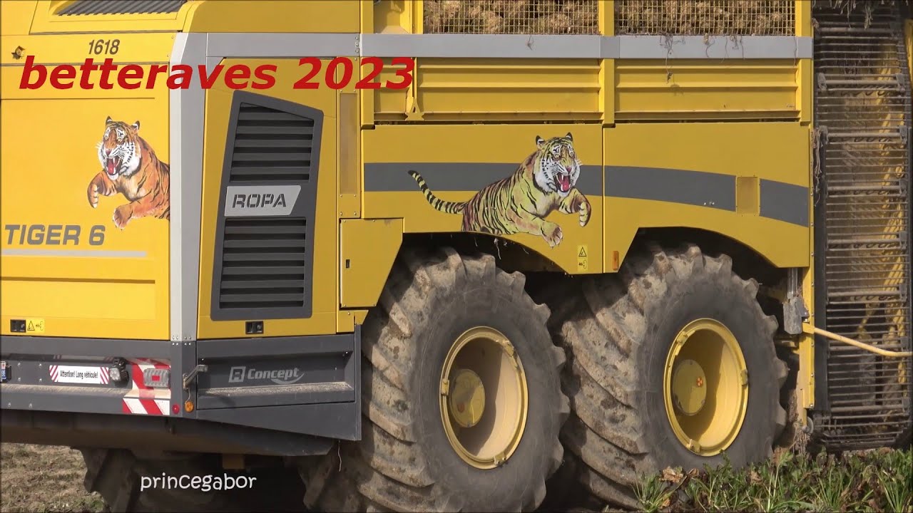 BETTERAVES 2023 / ROPA TIGER 6 / ST MESMIN /AUBE /FRANCE /
