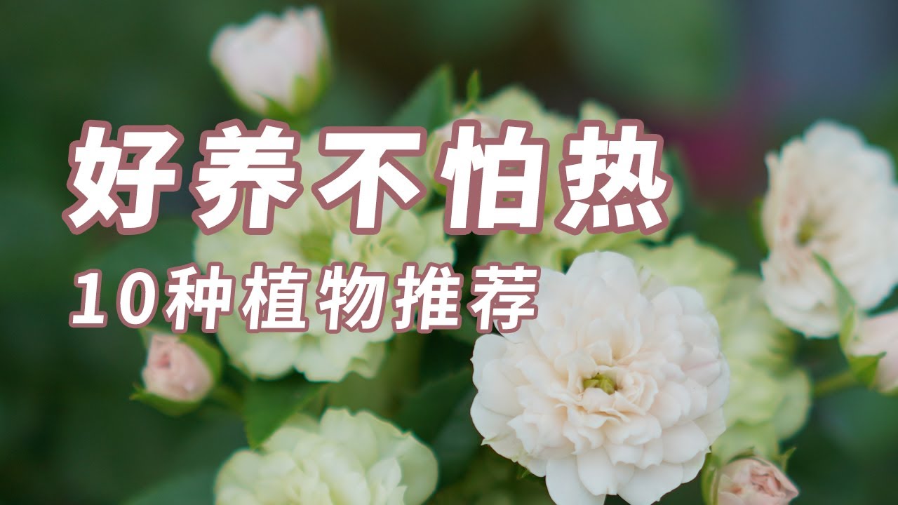 10种好养不怕热的高颜值绿植推荐 | 园丁小饭