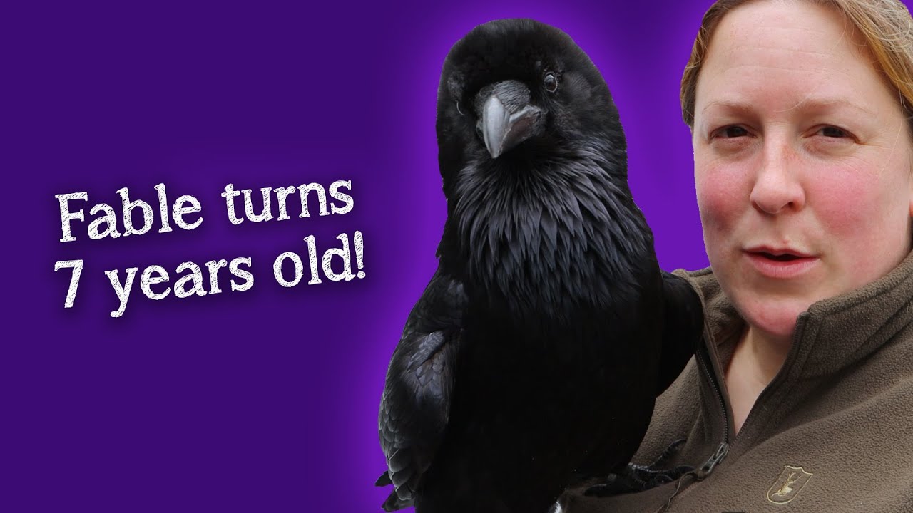 Fable the Raven | It's Fable's Birthday! 🥳