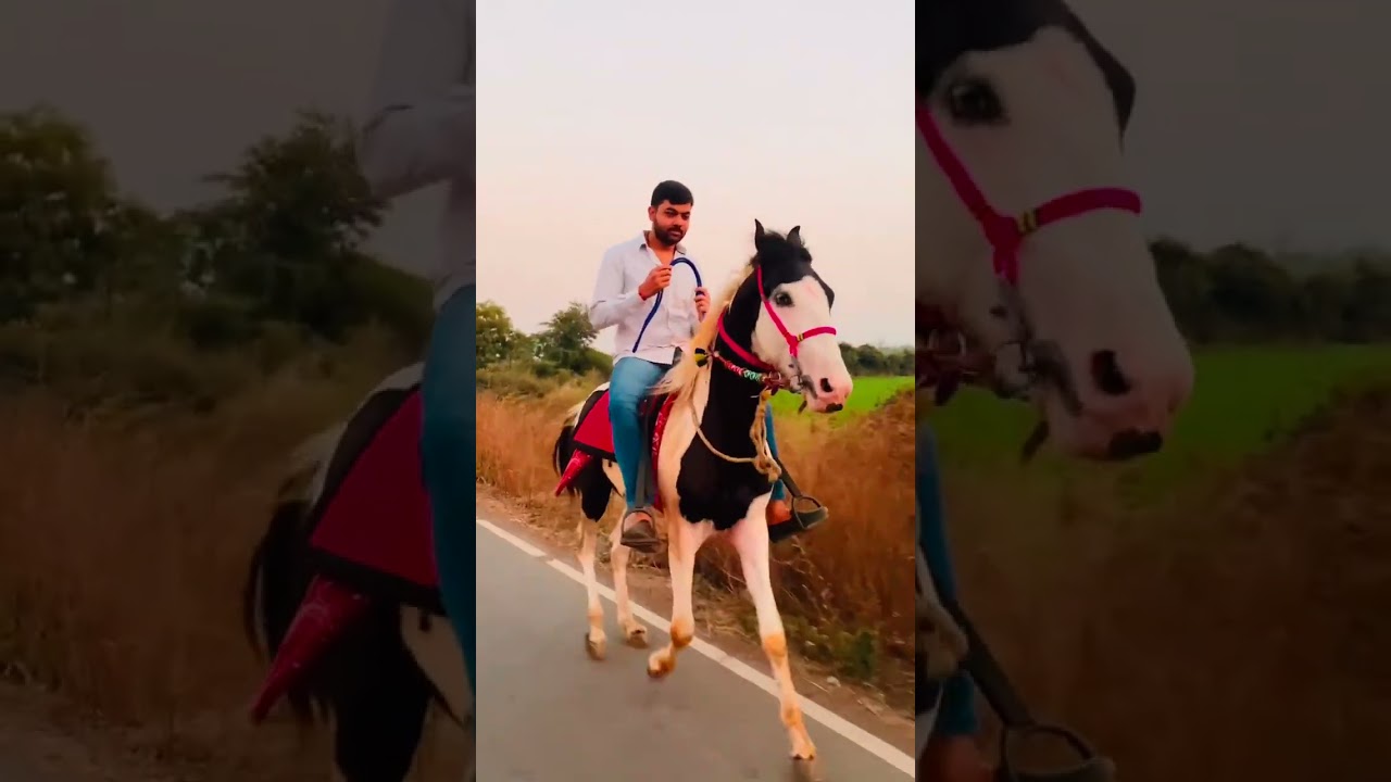 horse lover videos horses #horseracing #animals #horse #nature #horselover #horseriding #horses