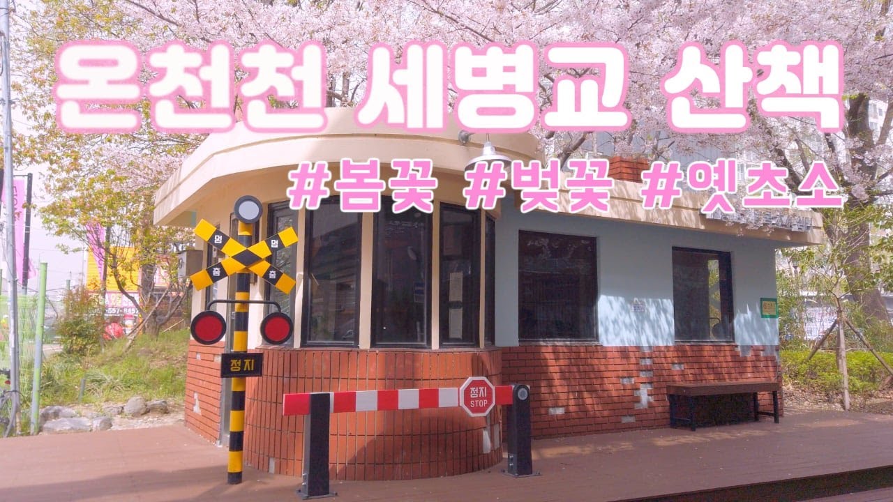 4K 봄꽃이 가득한 부산 온천천 세병교 산책  Walk around Oncheoncheon Stream in Busan, full of spring flowers