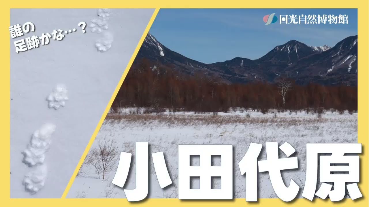 冬の小田代原をハイキング！＜2026年2月10日＞【奥日光自然情報】