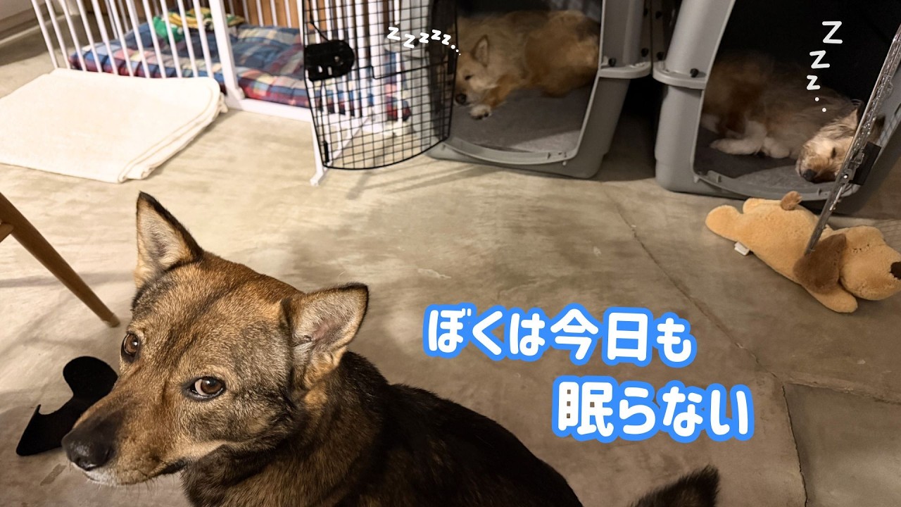 楽しいことが待ってる気がして今日もまだ眠らないチャーリー