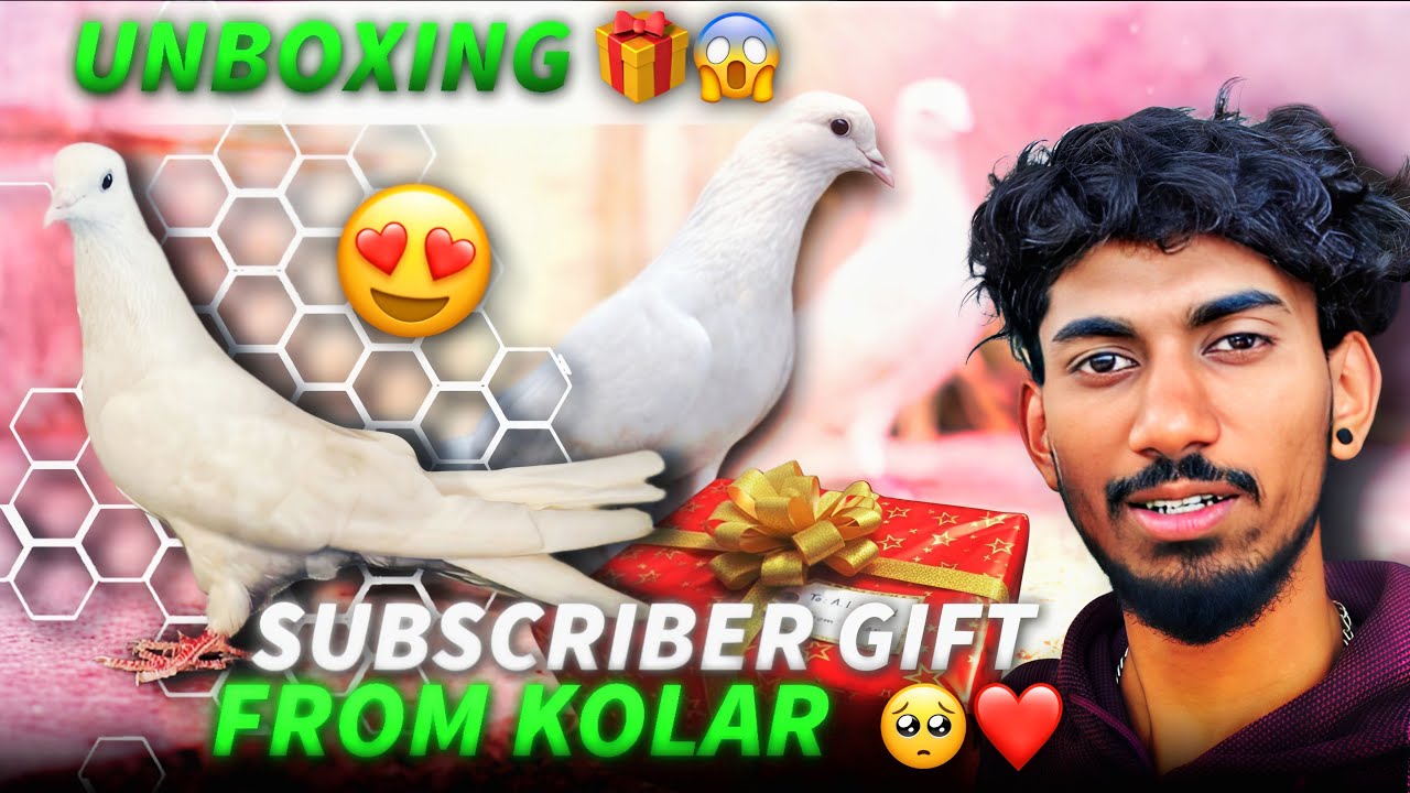 Thara pigeon gift from kolar in kannada ||Prince loft||ಕೋಲರ್ ಇಂದ ಹಕ್ಕಿ ಕಳಿಸಿದ್ಧರೆ 🥹🫶🕊