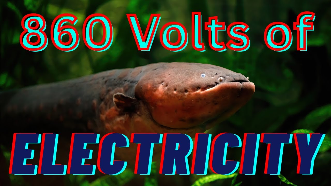 15 Animal Superpowers You Won’t Believe Are Real
