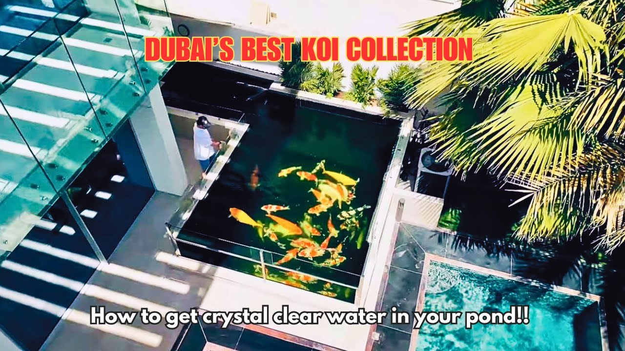 Dubai's BEST koi fish collection! How to get crystal clear water for you koi pond.