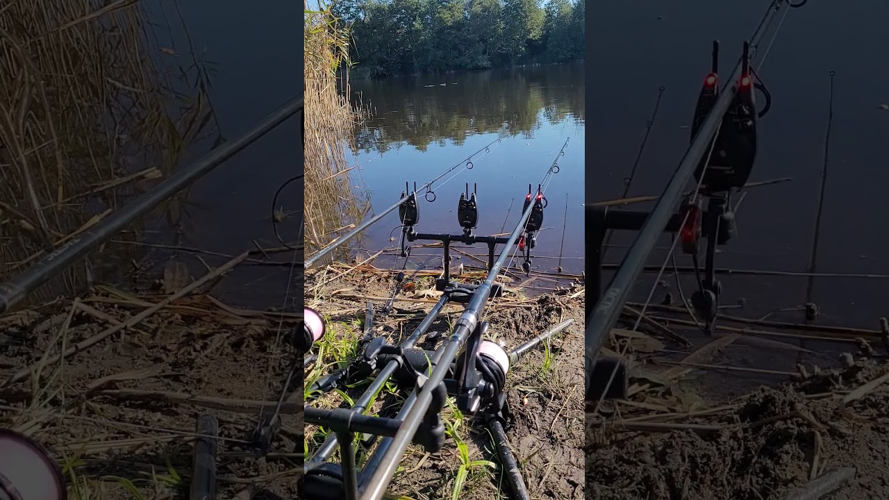 carp run branie karpia #carpfishing #carprun