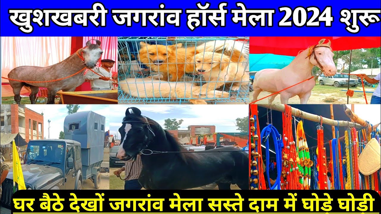 खुशखबरी जगरांव हॉर्स मेला 2024 शुरू घर बैठे देखों पुरा मेला । Jagraon Mela 2024।