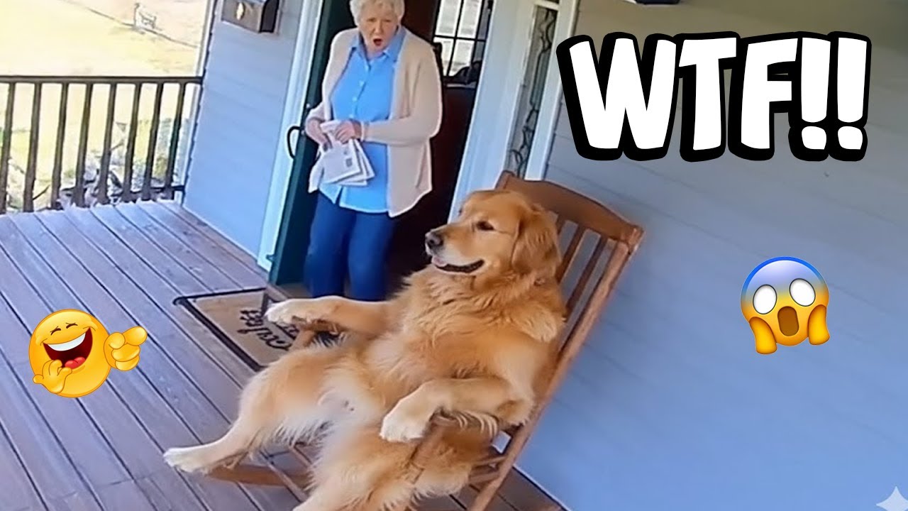 THE FUNNIEST DOG MOMENTS 😂 – BEST CUTE & FUNNY DOG COMPILATION YOU MUST WATCH #33
