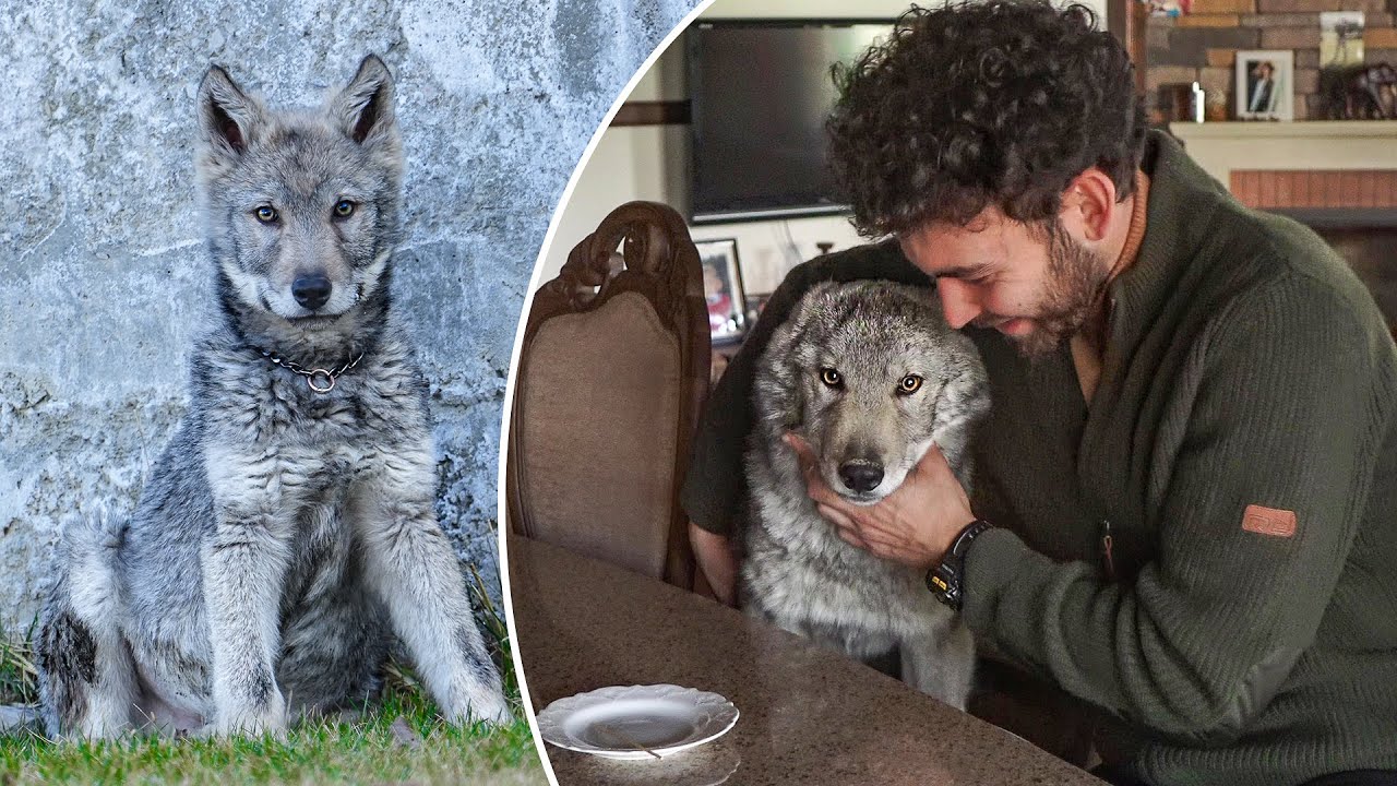 BÖRÜ İLE EV TURU (DOLAPTAN ET KAÇIRDIK!)