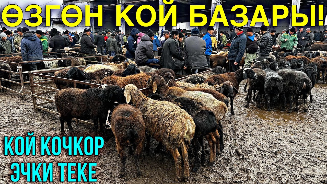 КОЙ БАЗАР АРЗАН БОЛДУБУ? #байтв