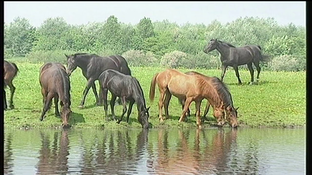 Die Entstehung der Elbmarschen
