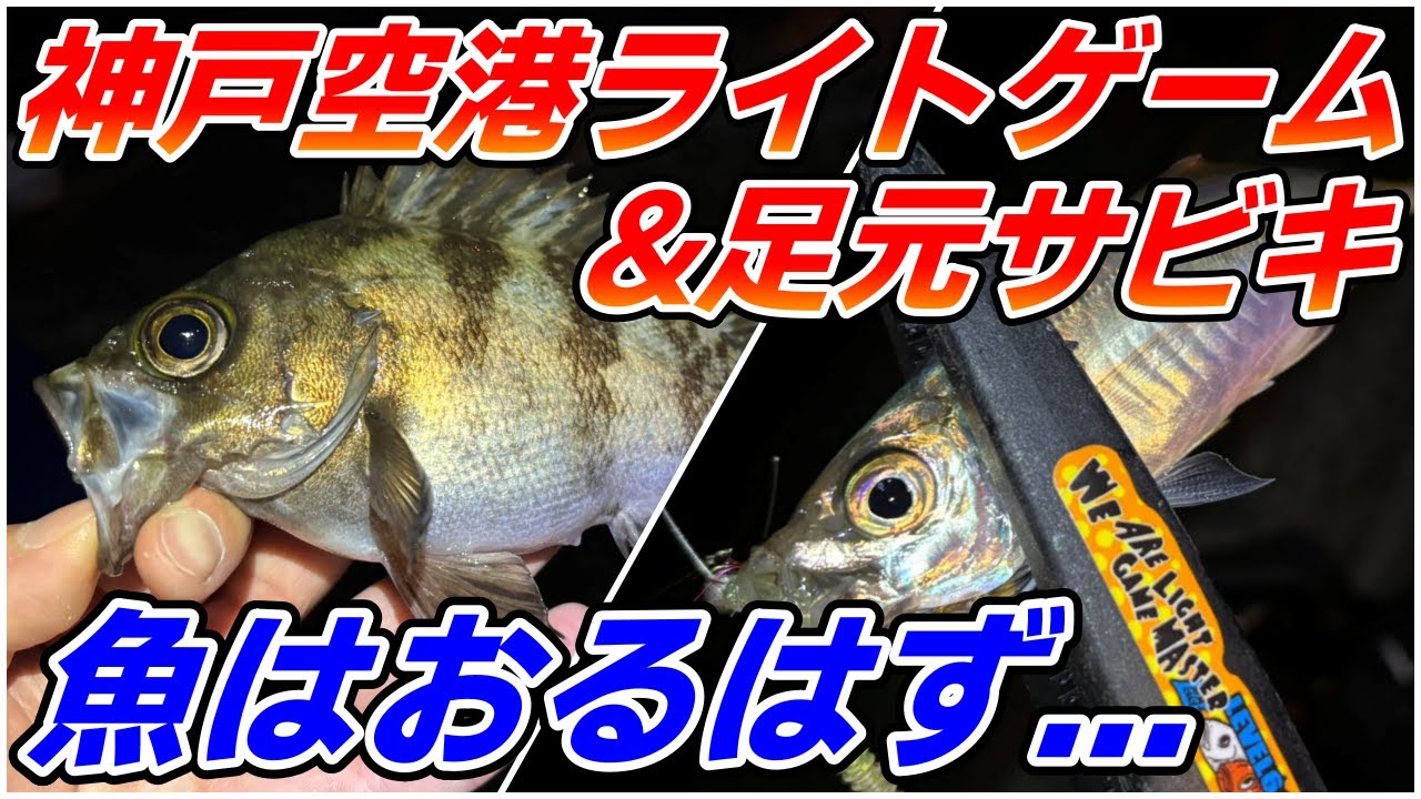 【神戸空港】アジング＆足元サビキ！アジ、メバル、ガシラ、サバと魚は高活性だがライトゲームは難易度高めか！？