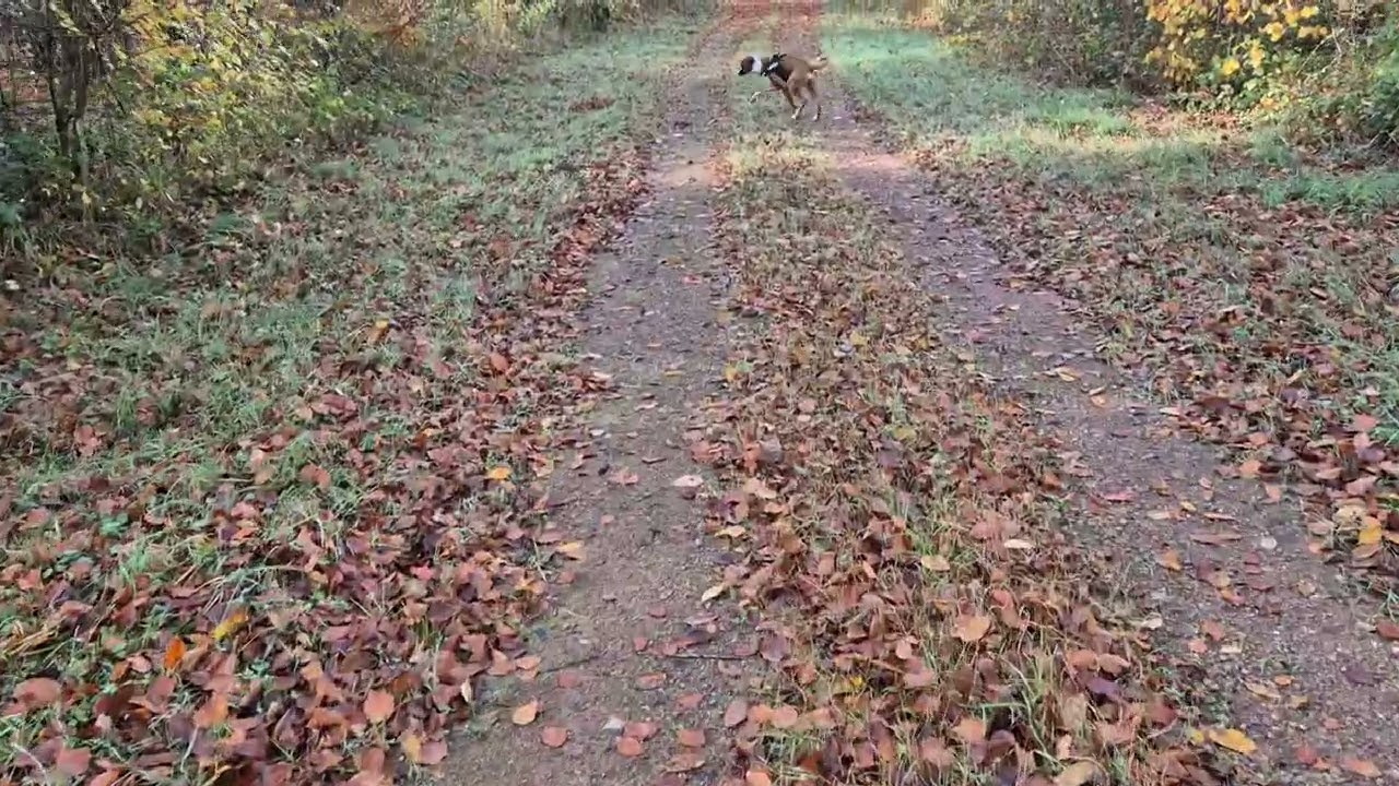 Promenade avec Achille en forêt domaniale de Boulas et Charmot à Saffres (21)