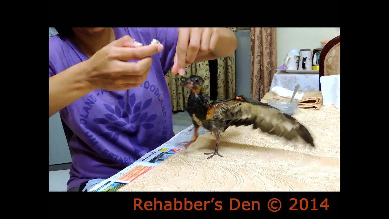 Hand feeding young pigeons