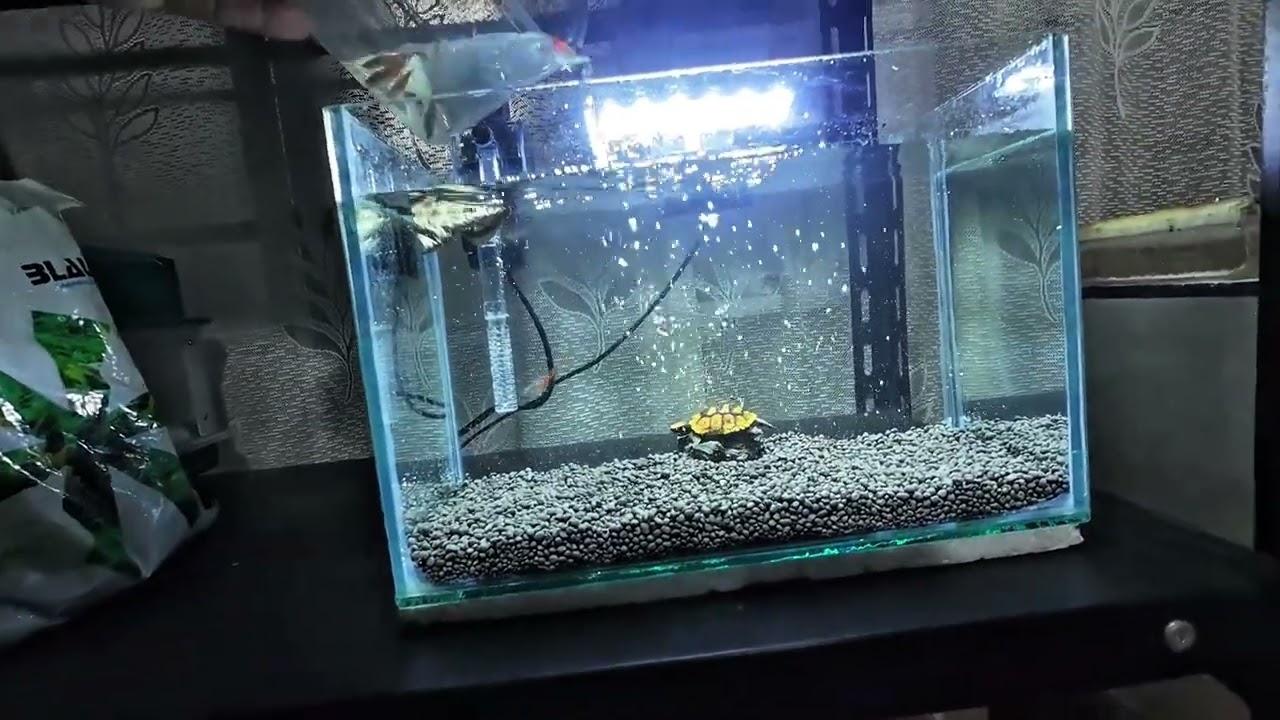 Setting Up My New Neon Tetra Tank