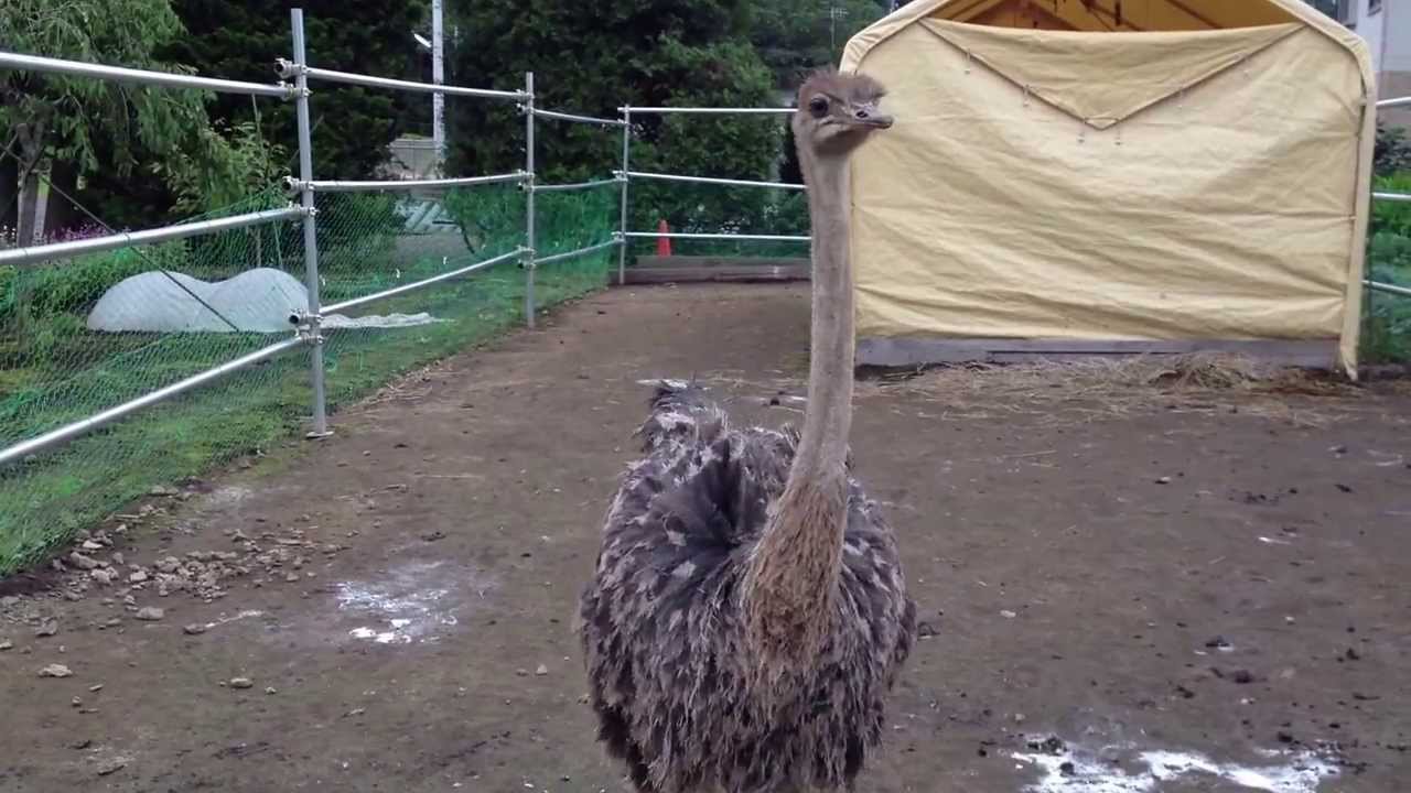 Four month old Baby Ostrich.